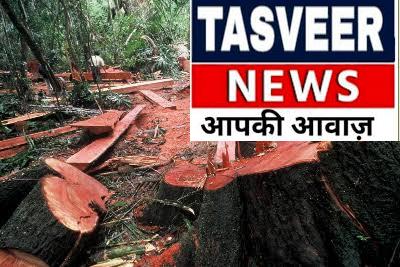 पीपरी गांव में तीन दिनों से कथित अवैध पेड़ कटान, ग्रामीणों ने जांच की मांग उठाई