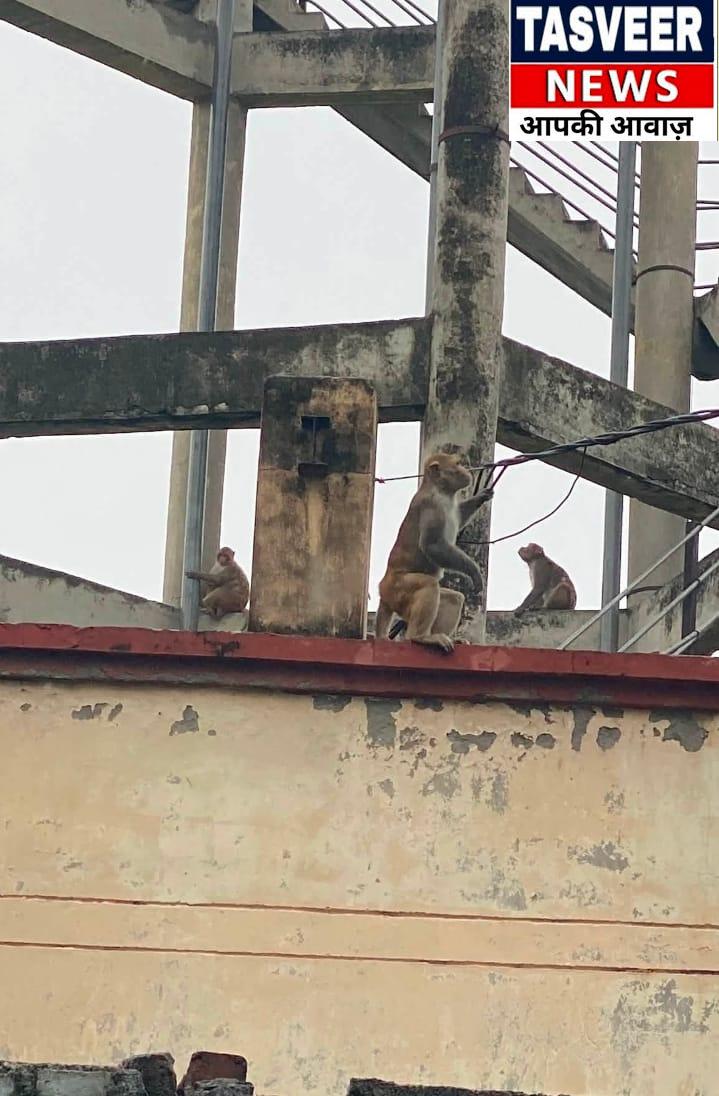 खुले बिजली के तारों पर ‘वानर आतंक’: बंदरों ने काटी केबल, वायरल वीडियो ने खोली बिजली विभाग की लापरवाही, बड़े हादसे का खतरा